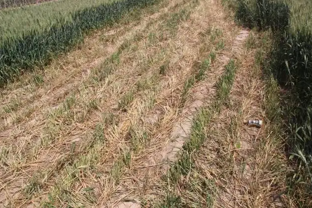 擎川輸送帶支持捍衛(wèi)糧食安全，對(duì)毀麥現(xiàn)象說(shuō)不