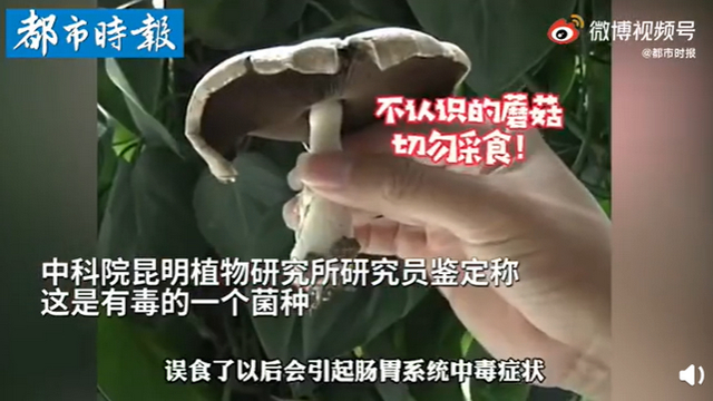 昆明一辦公室內竟長出有毒蘑菇